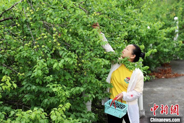 广西毛南山乡万亩青梅成熟 打造特色产业促振兴