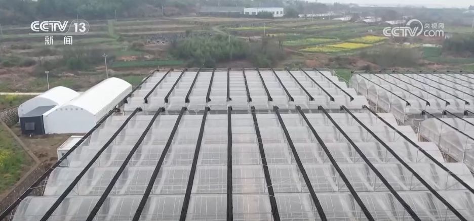 水果刺客→亲民爆款 科技为百姓“果盘子”注入“鲜”力量
