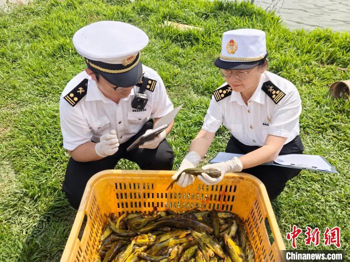 云南“黄辣丁”鱼首次出口泰国